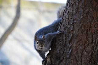 Audio classification with torch